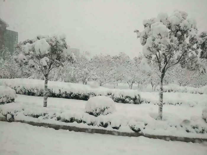 瑞雪兆丰年，踏雪ga黄金甲体育
